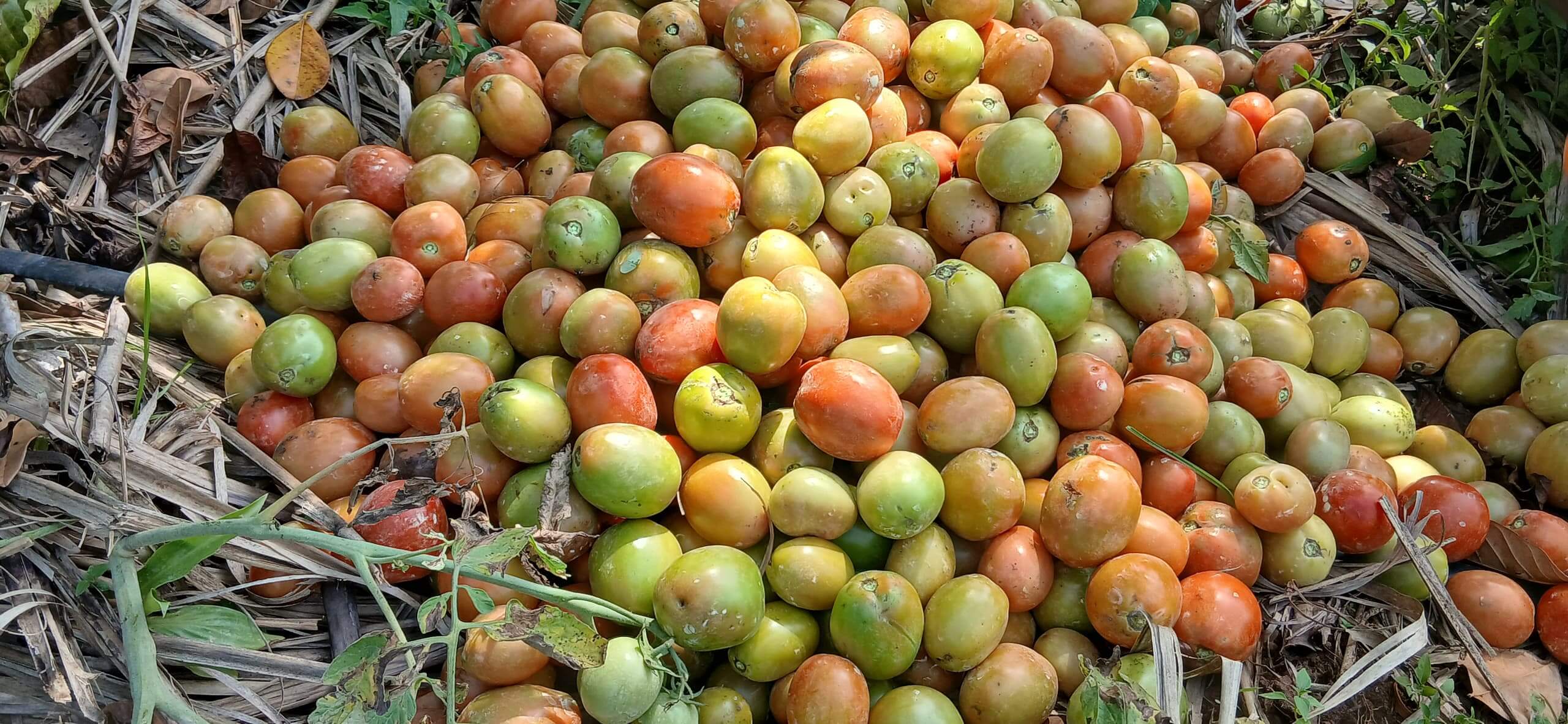 Farmers in the scheme having a fruitful harvest